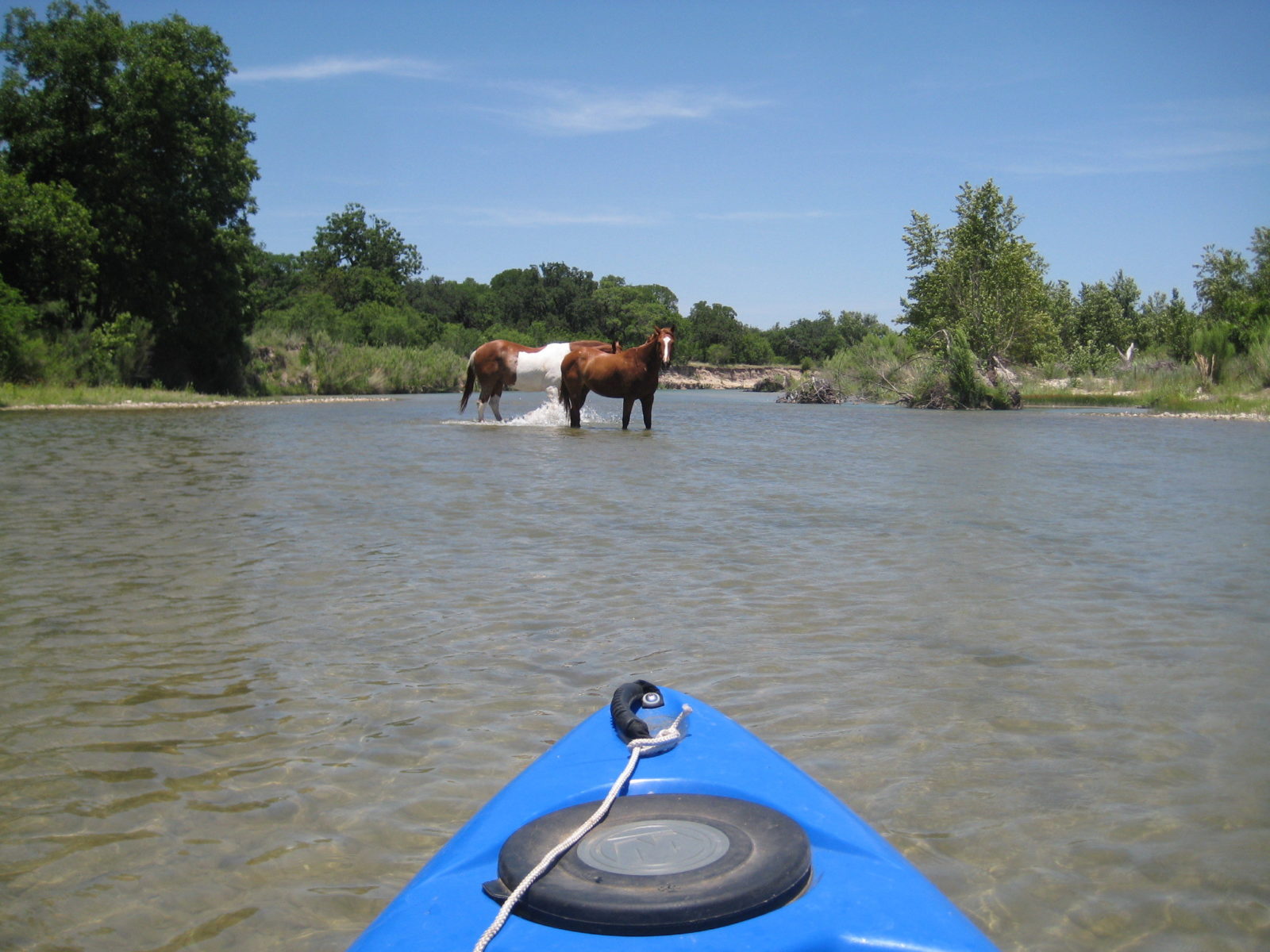 horses crossing the river