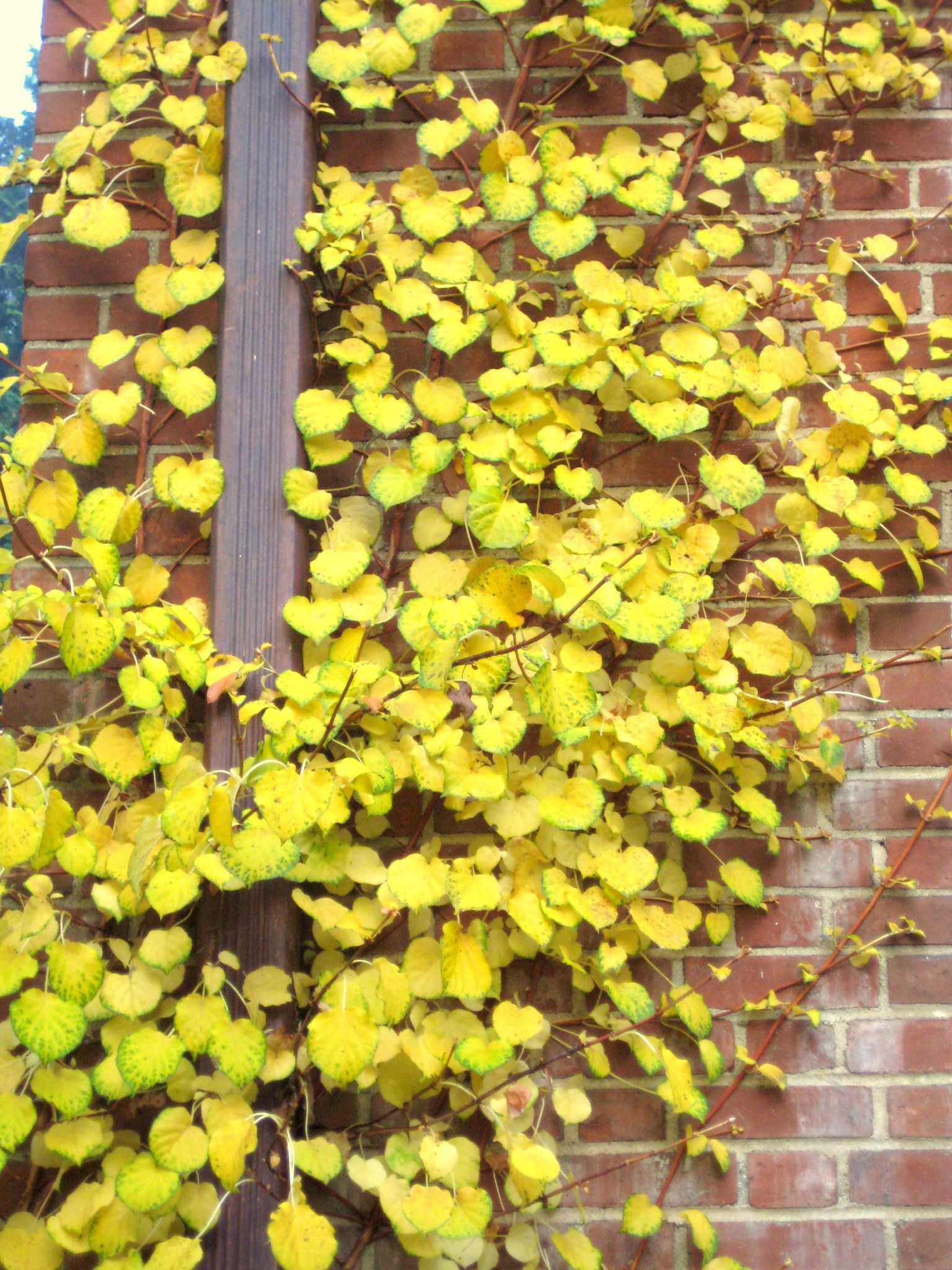 yellow leaves on a wal