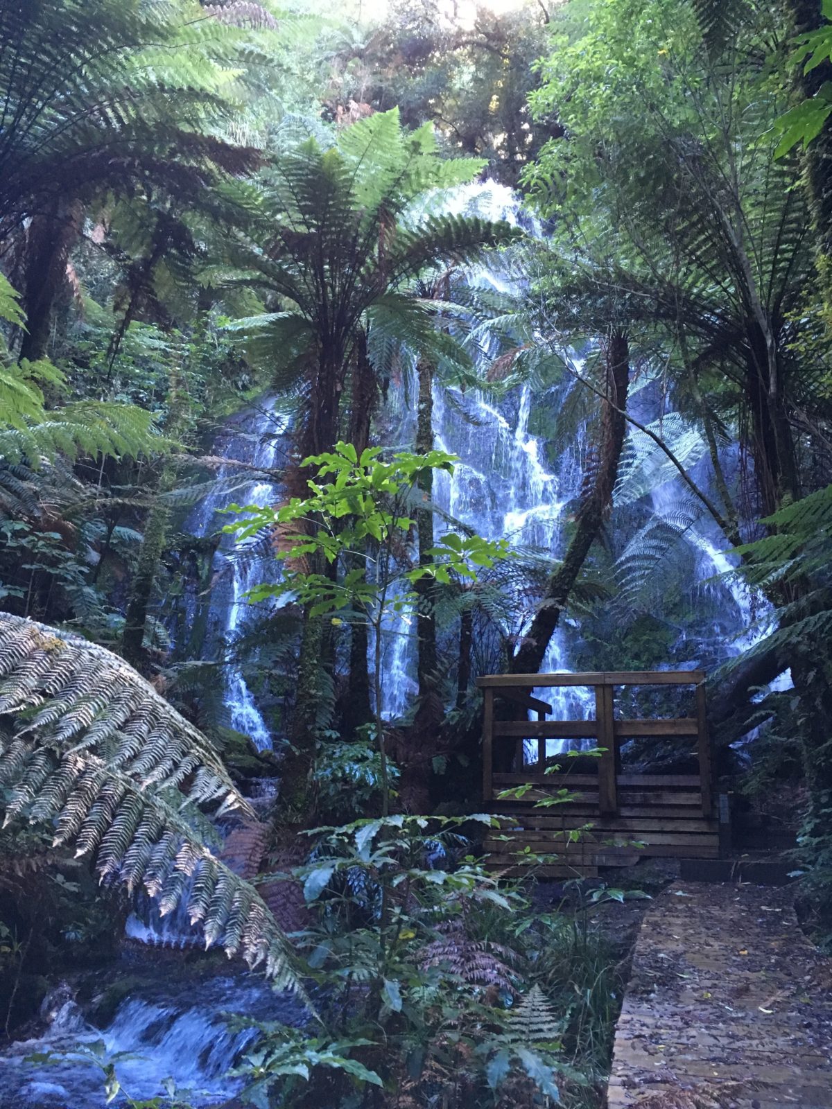 Water falls in the dense forest in NZ