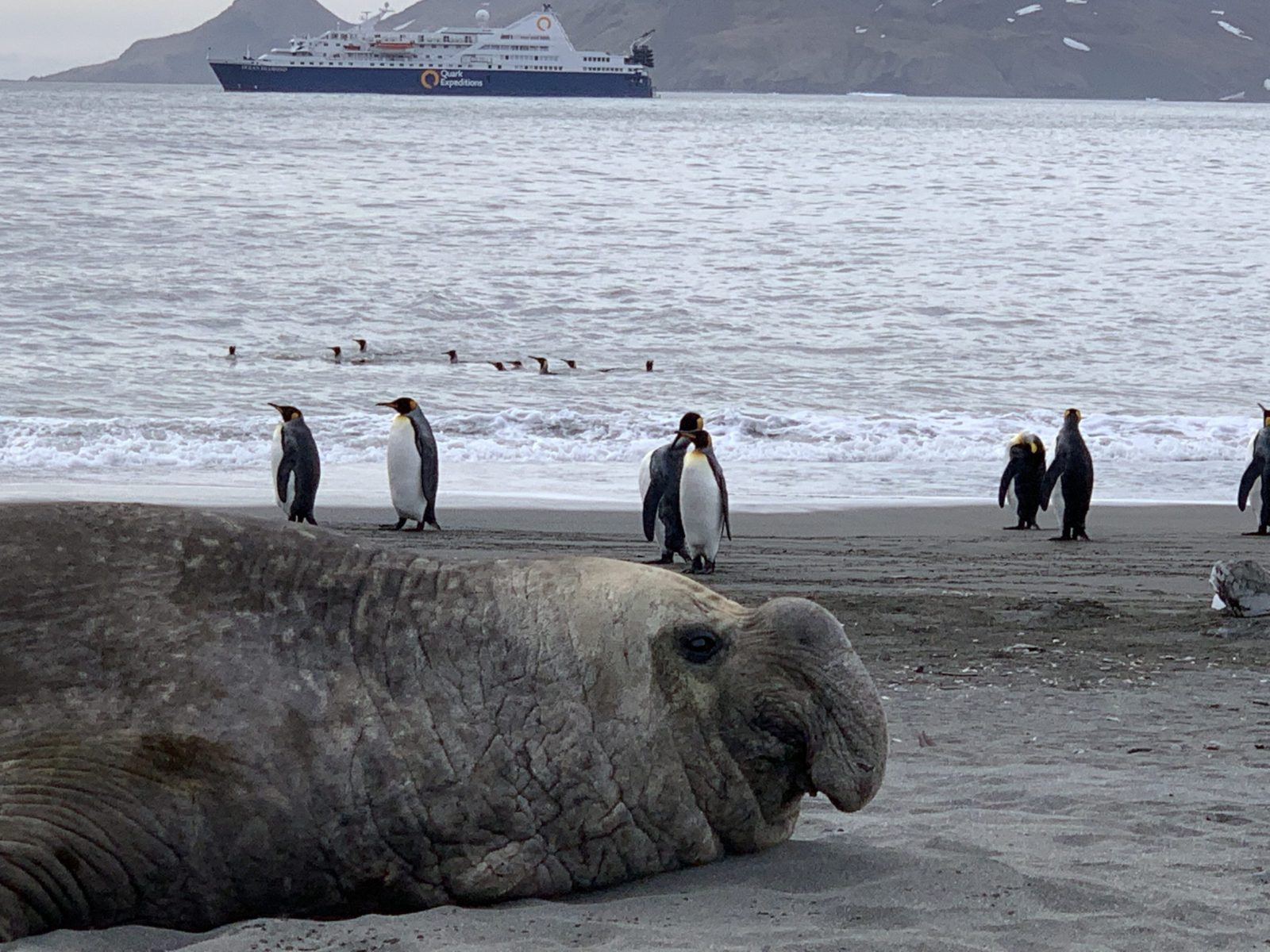 seal and penguins with ship in background