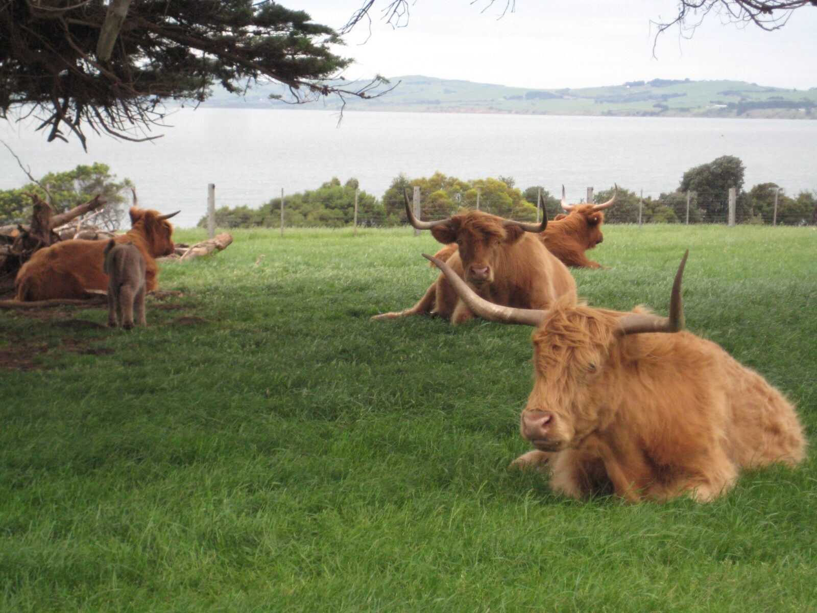 highland cattle in Australia