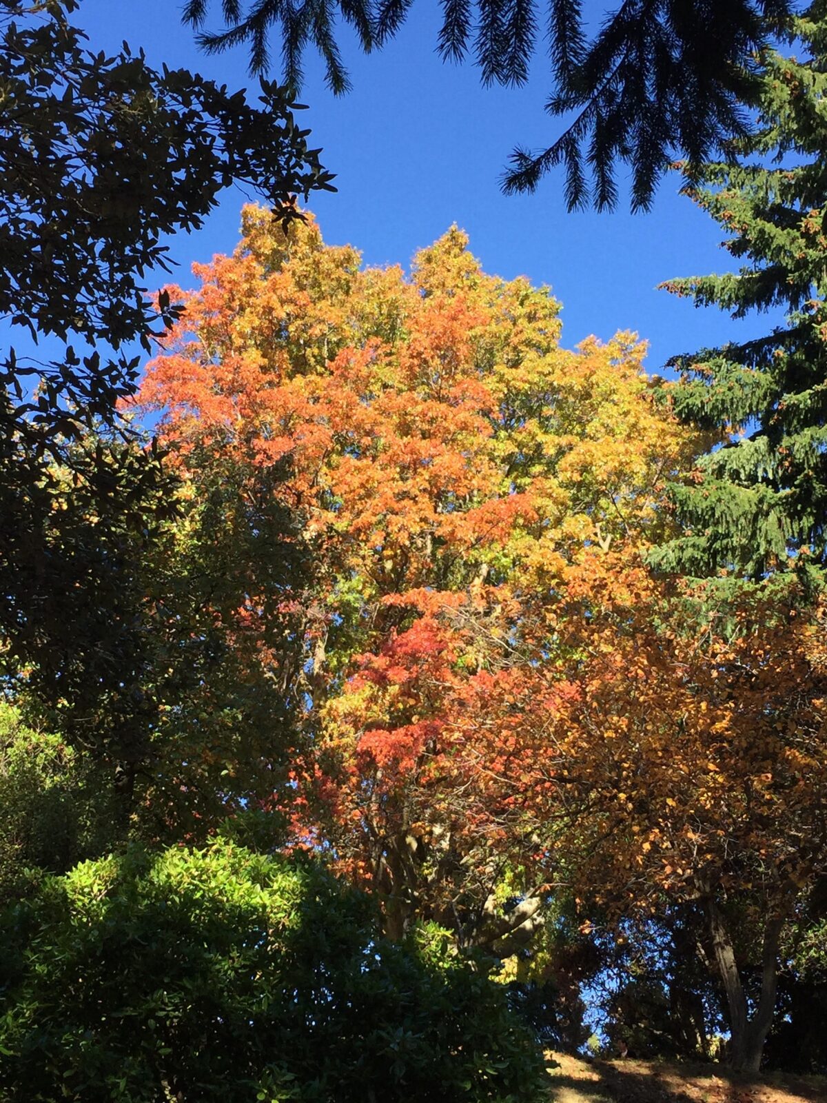 colorful leaves on a tree