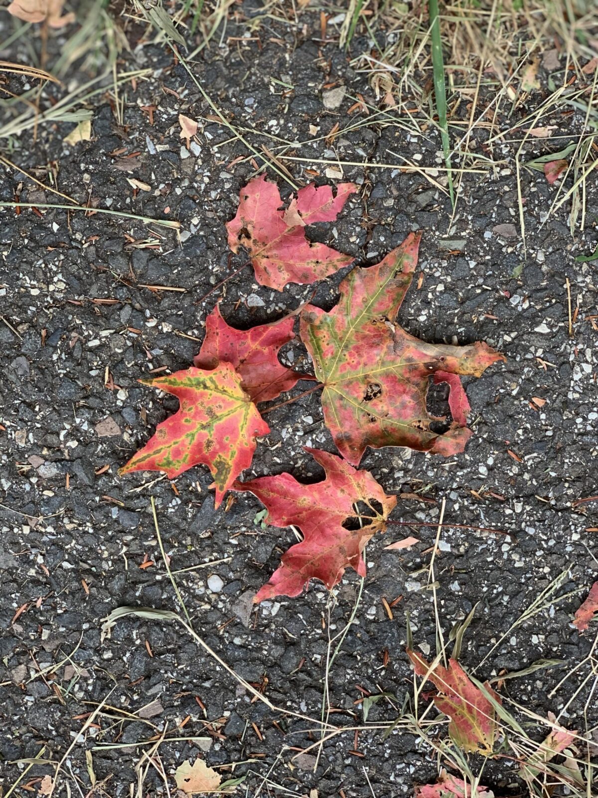 red tree leaves on the ground