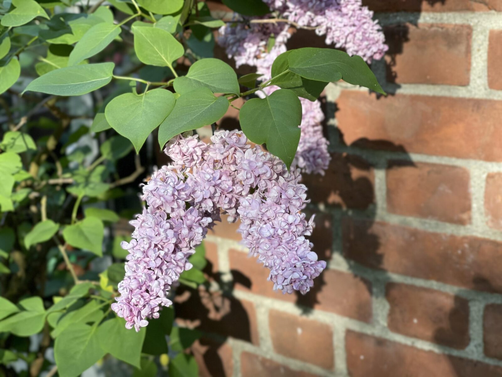 lilac flowers and leaves
