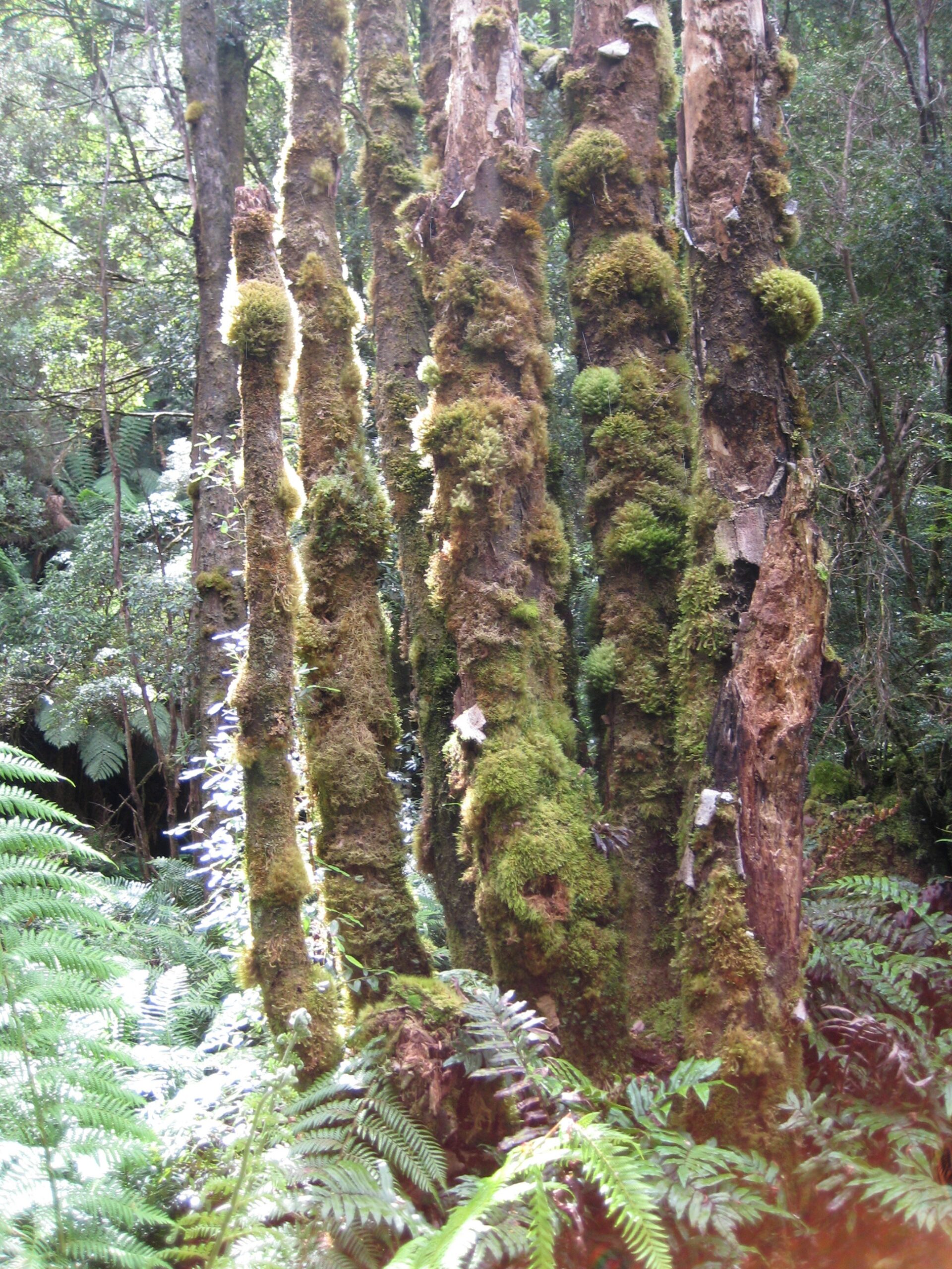 old trees with moss