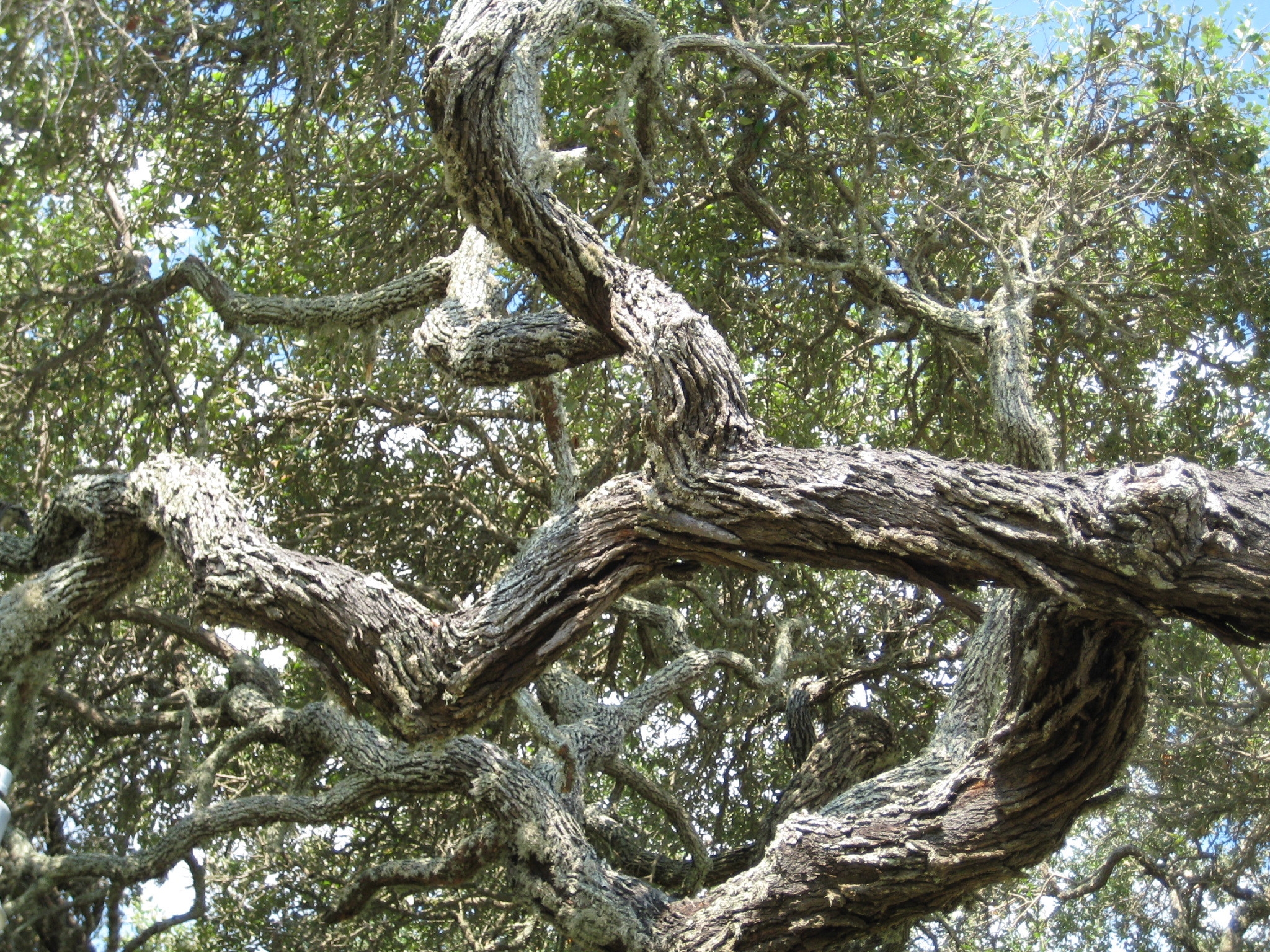 twisted oak tree
