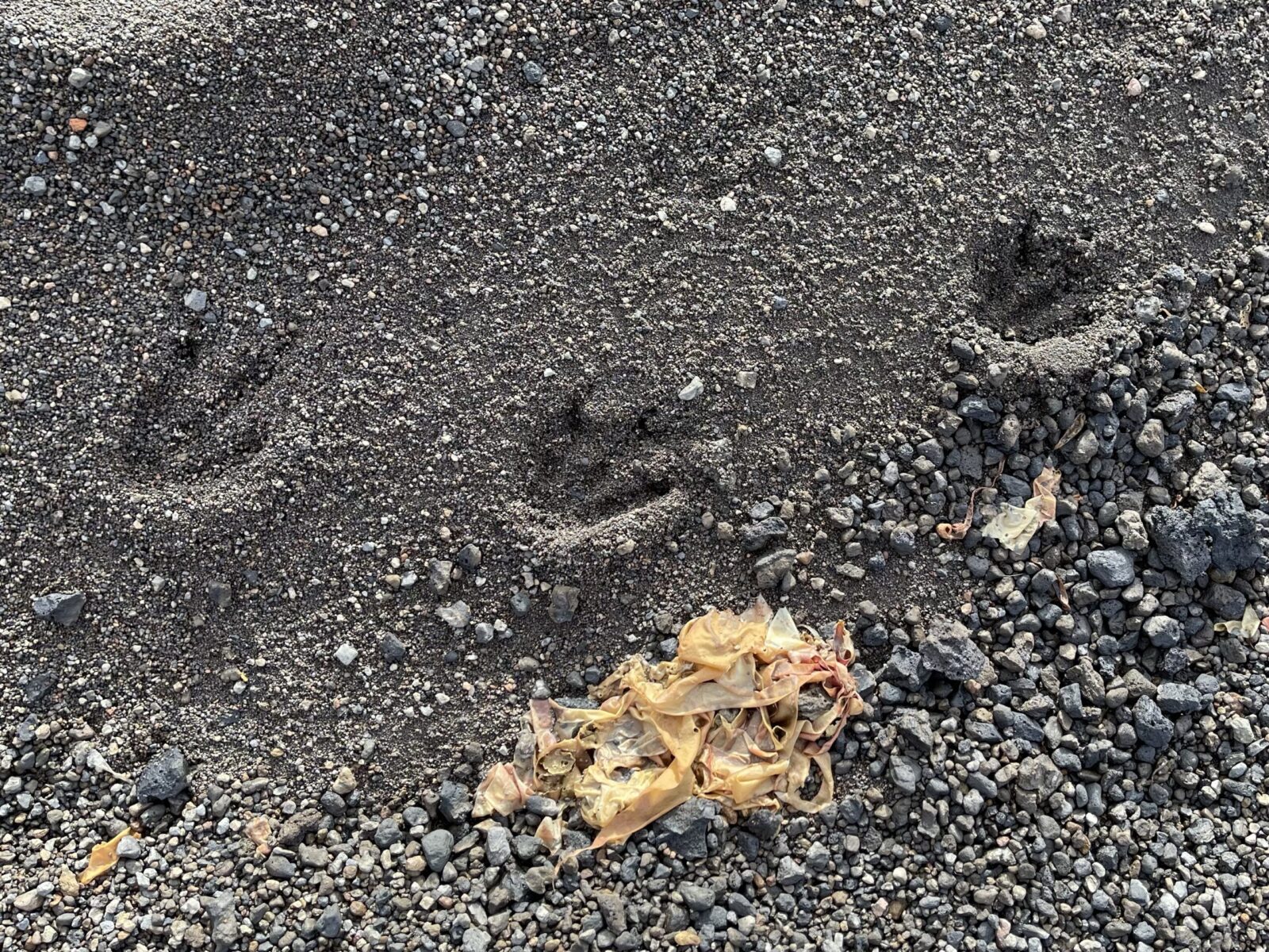 penguin footprints in black sand