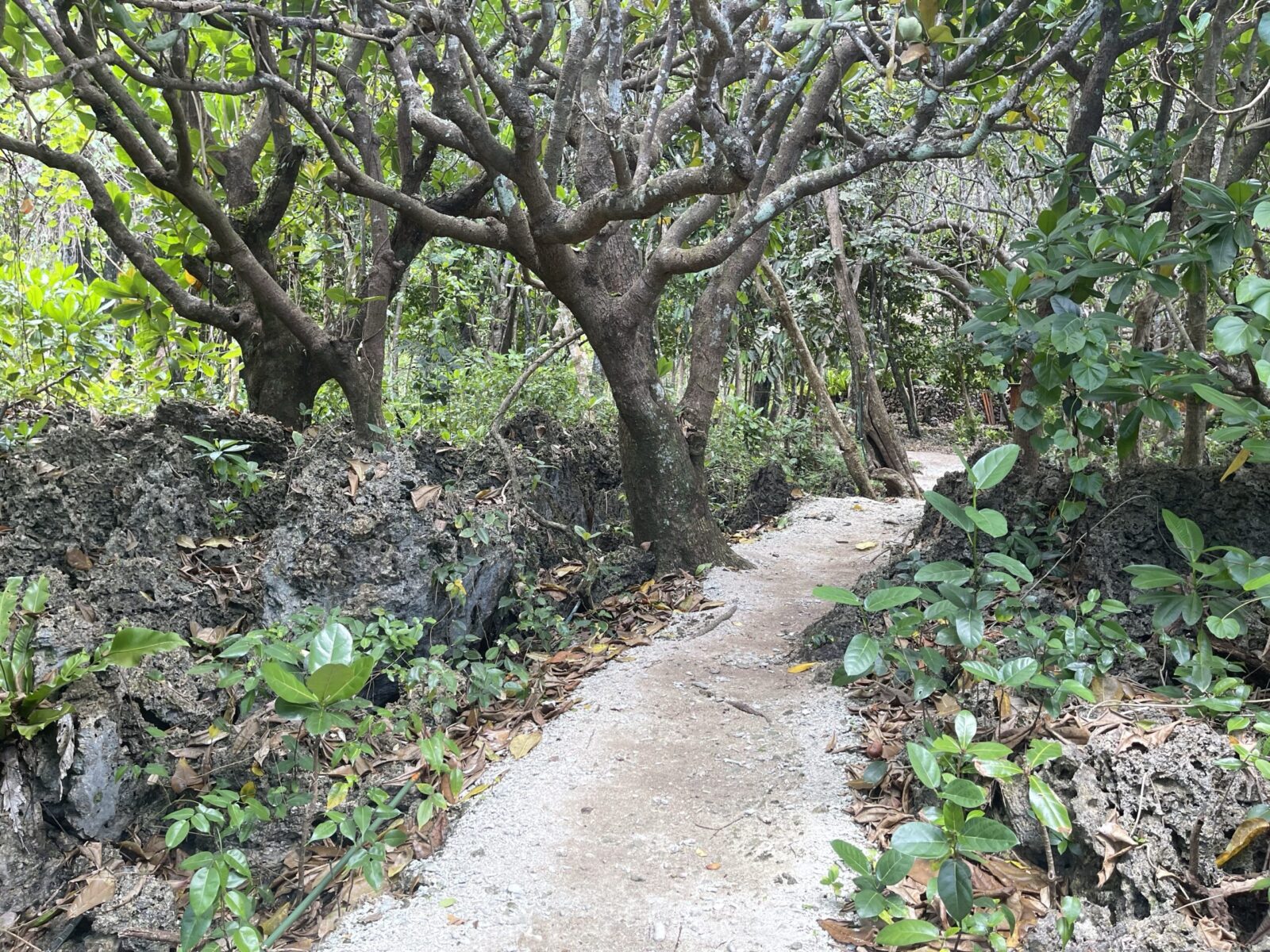 forest path in Fiji