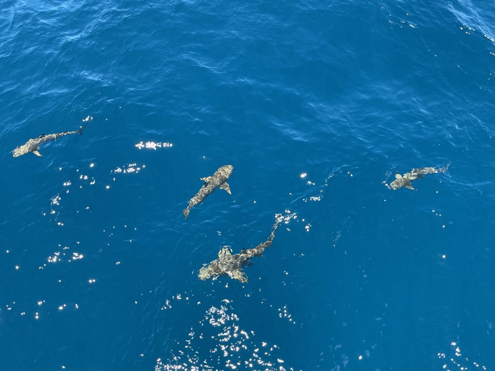 Swimming sharks in Fiji waters