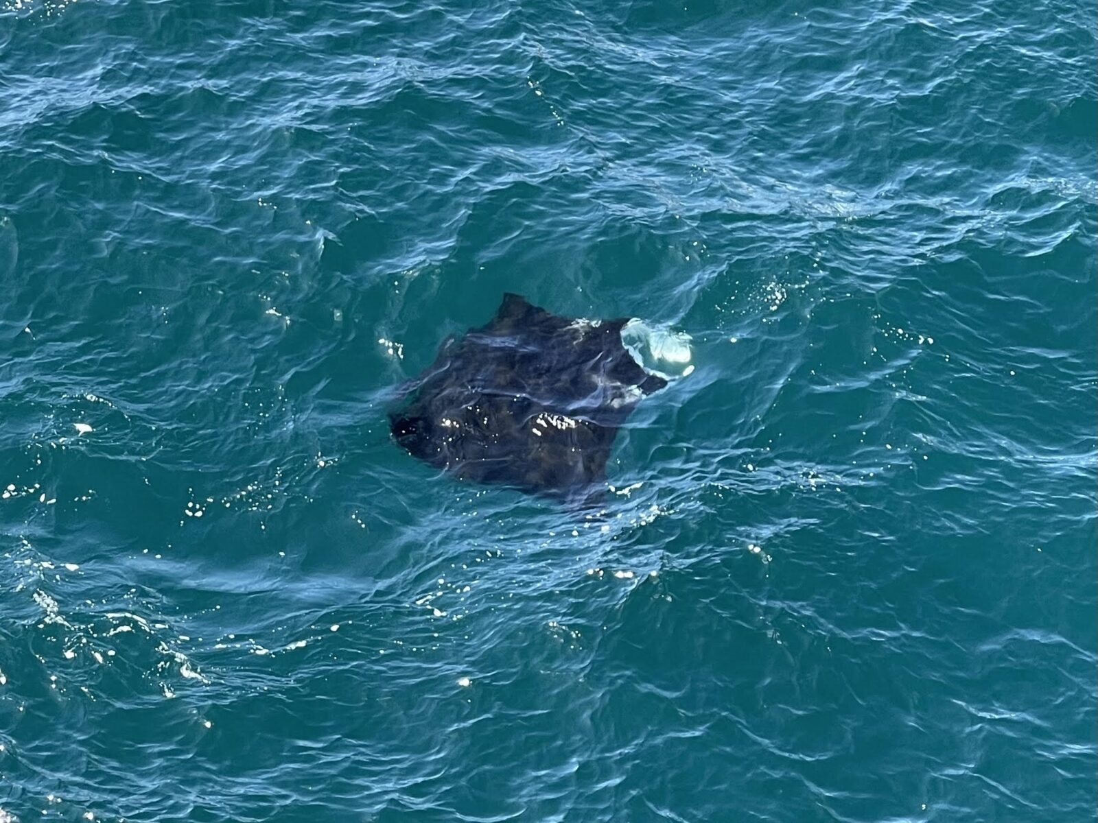 manta ray swimming