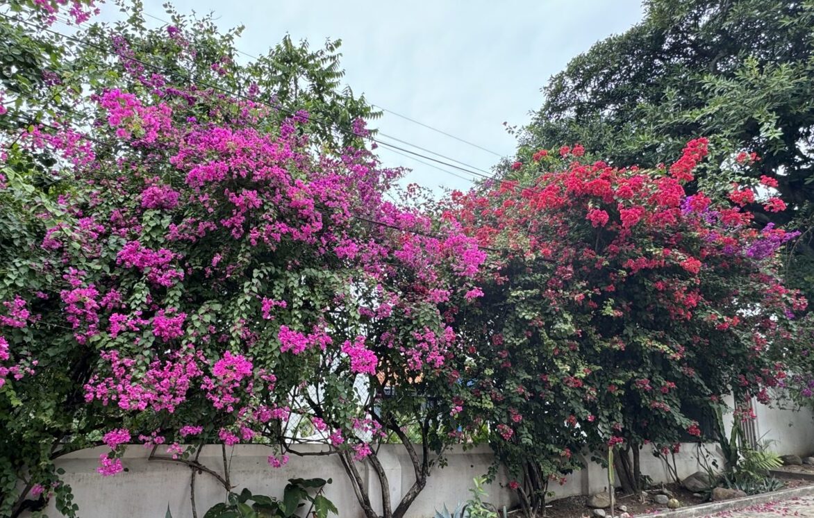 red and pink bougainvilla flowers