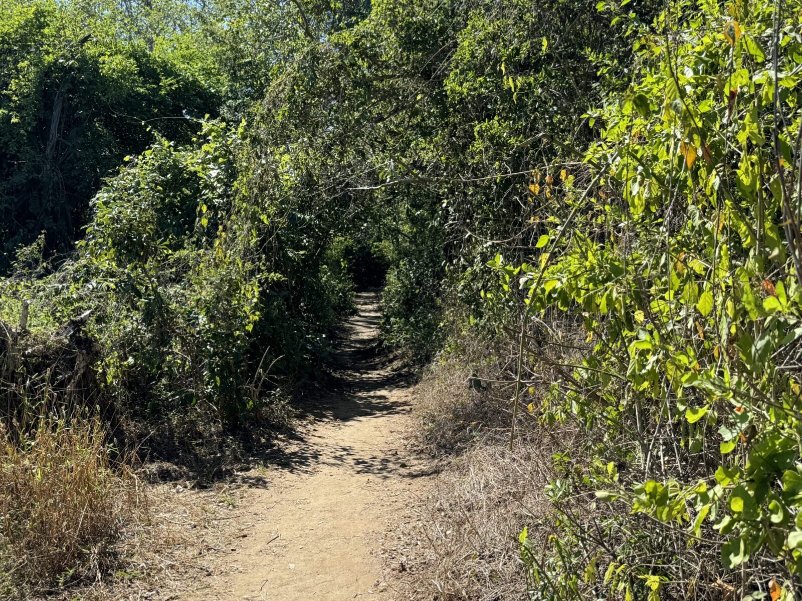 Path into the jungle