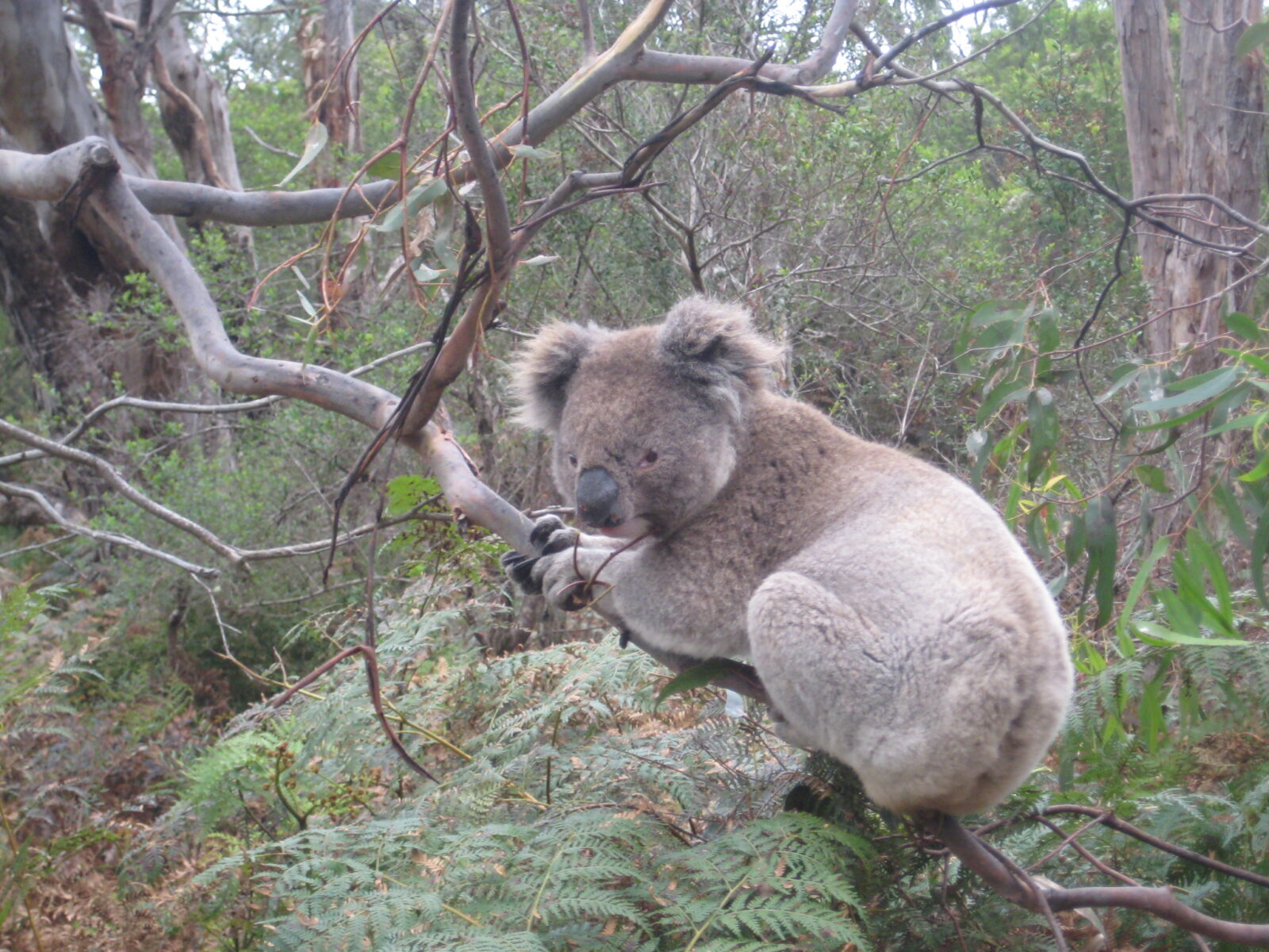 koala in a tree
