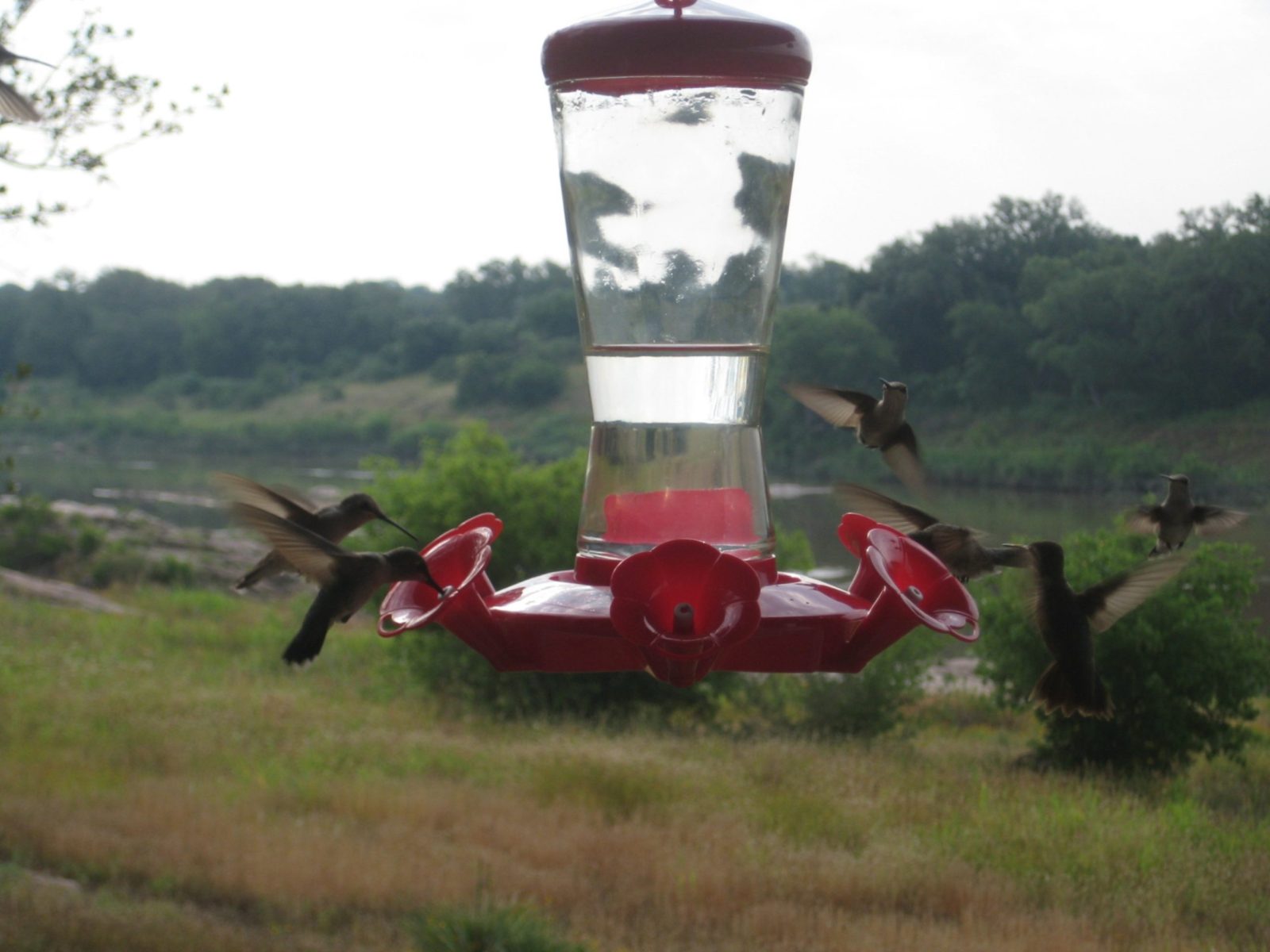 hummingbirds at a feeder