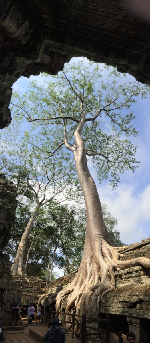 tree at ta prohm temple