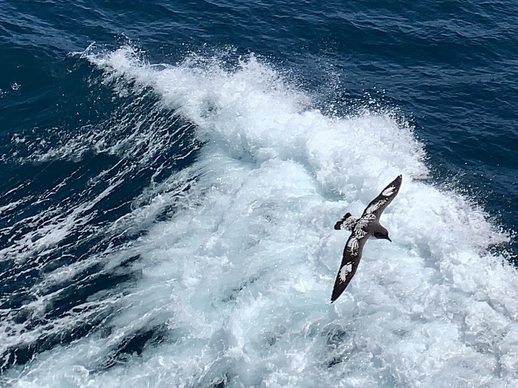 Cape Petrel on the Southern Ocean