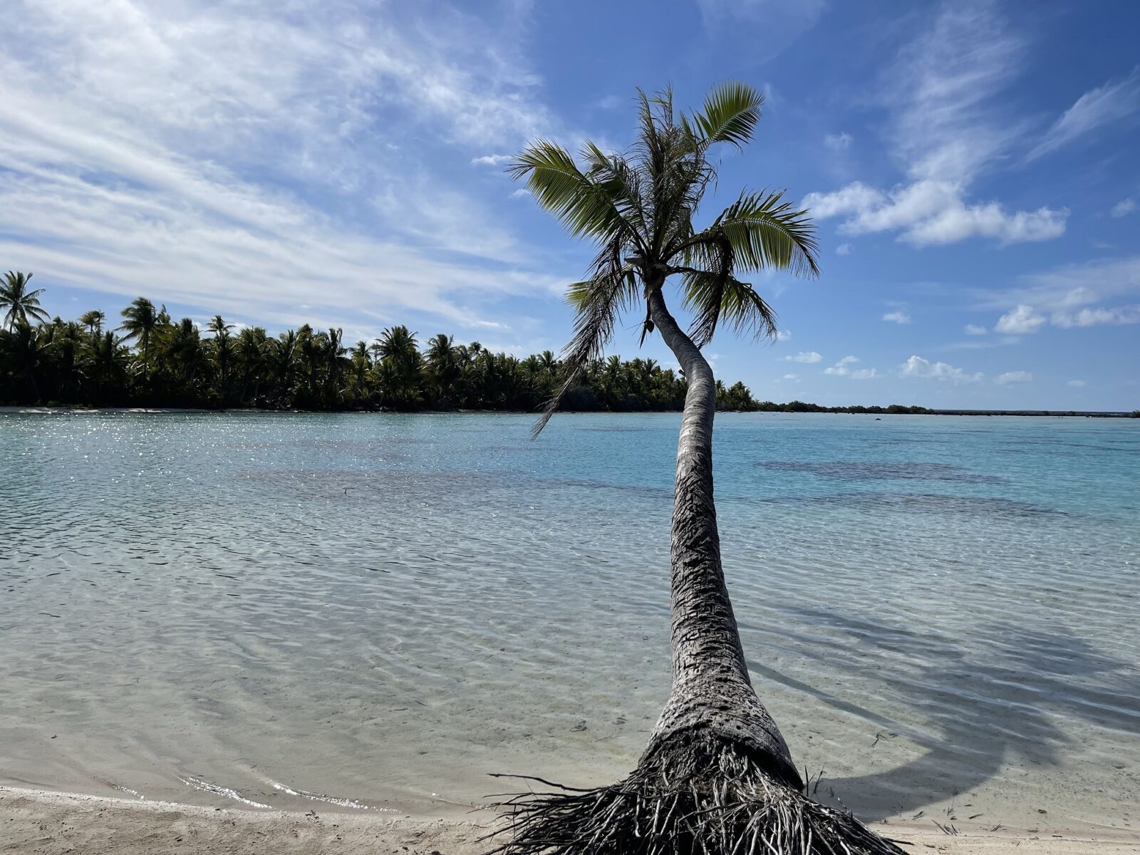 coconut tree over the water