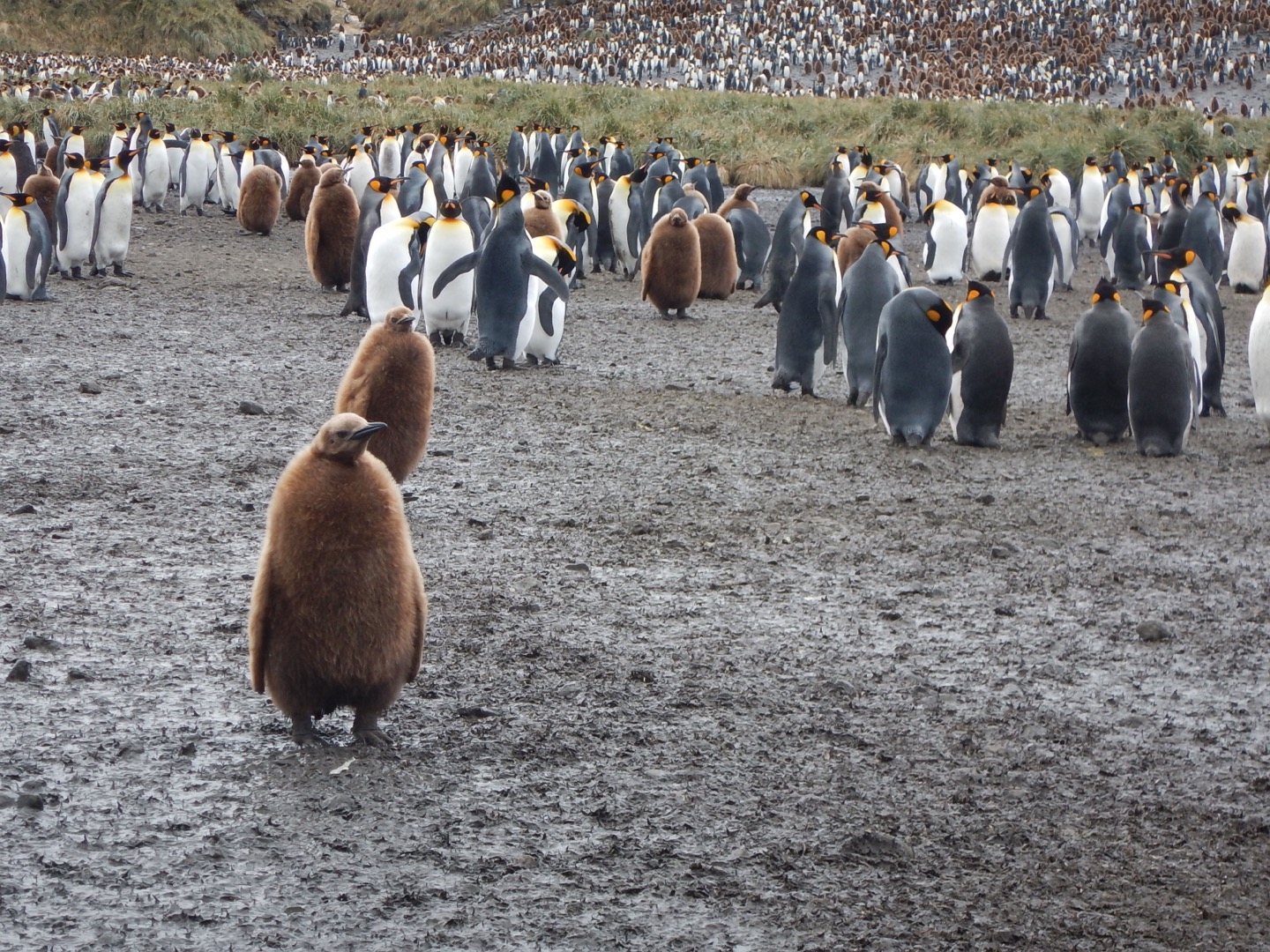 brown penguin chicks