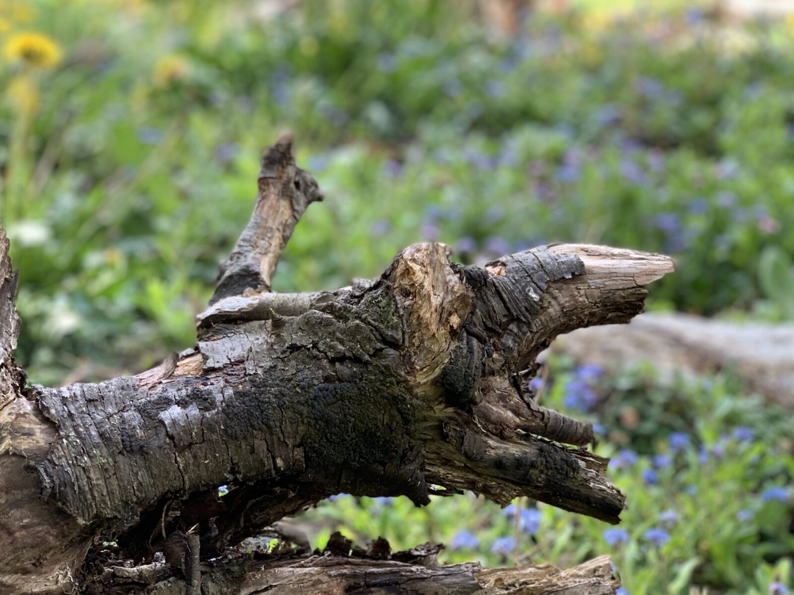 Argentina tree trunk