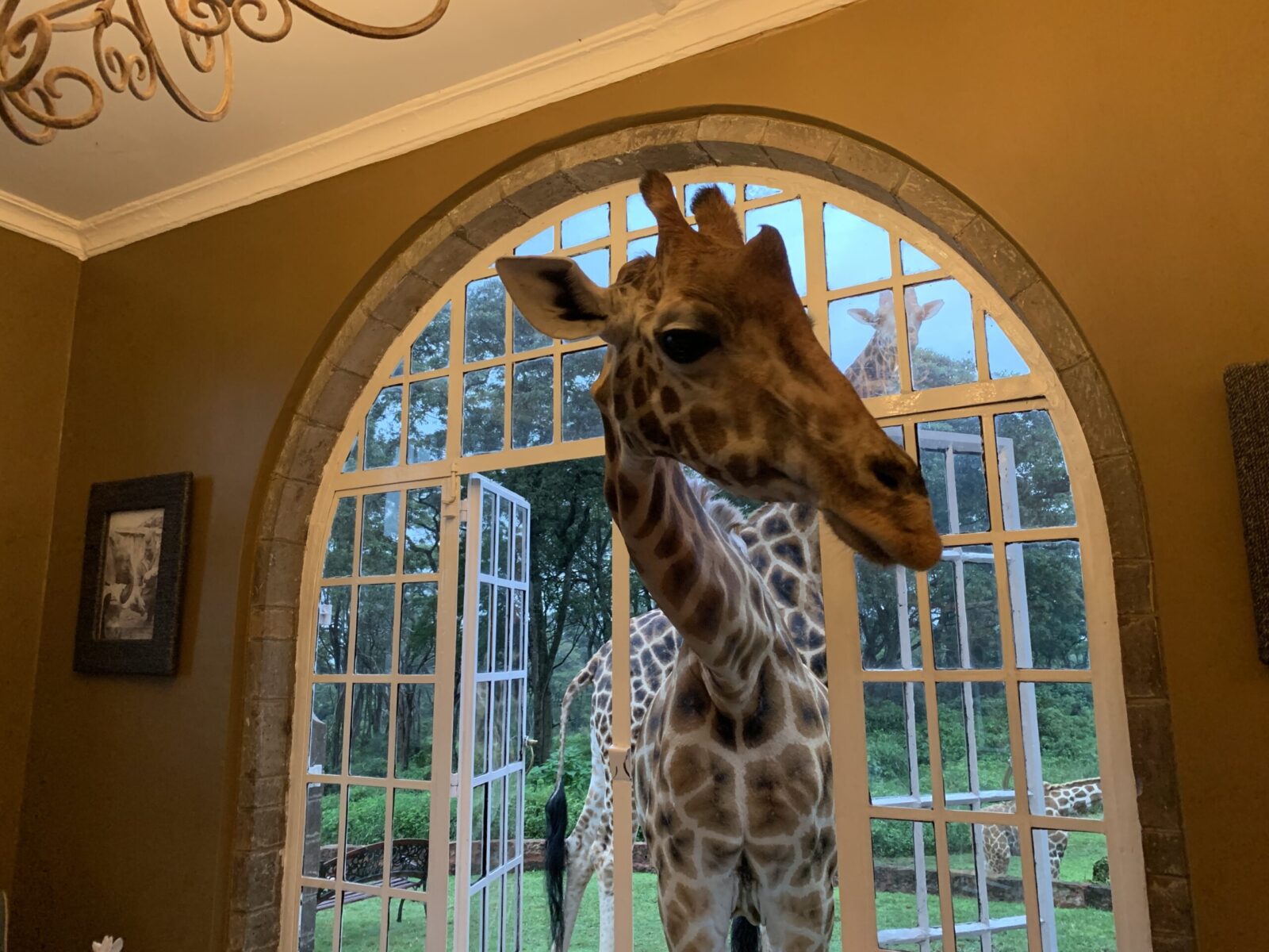 giraffe in the window