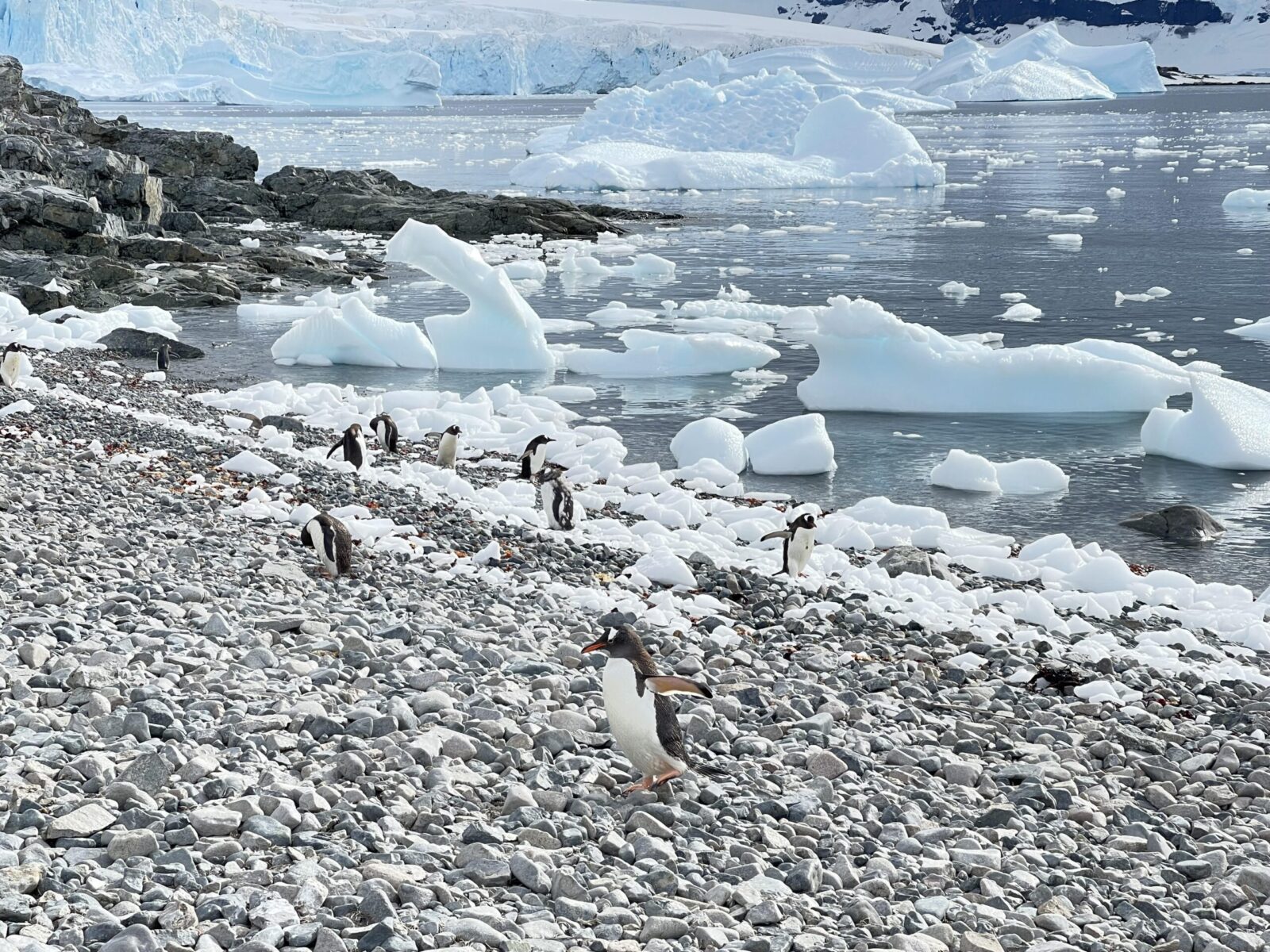 penguins in Antarctica