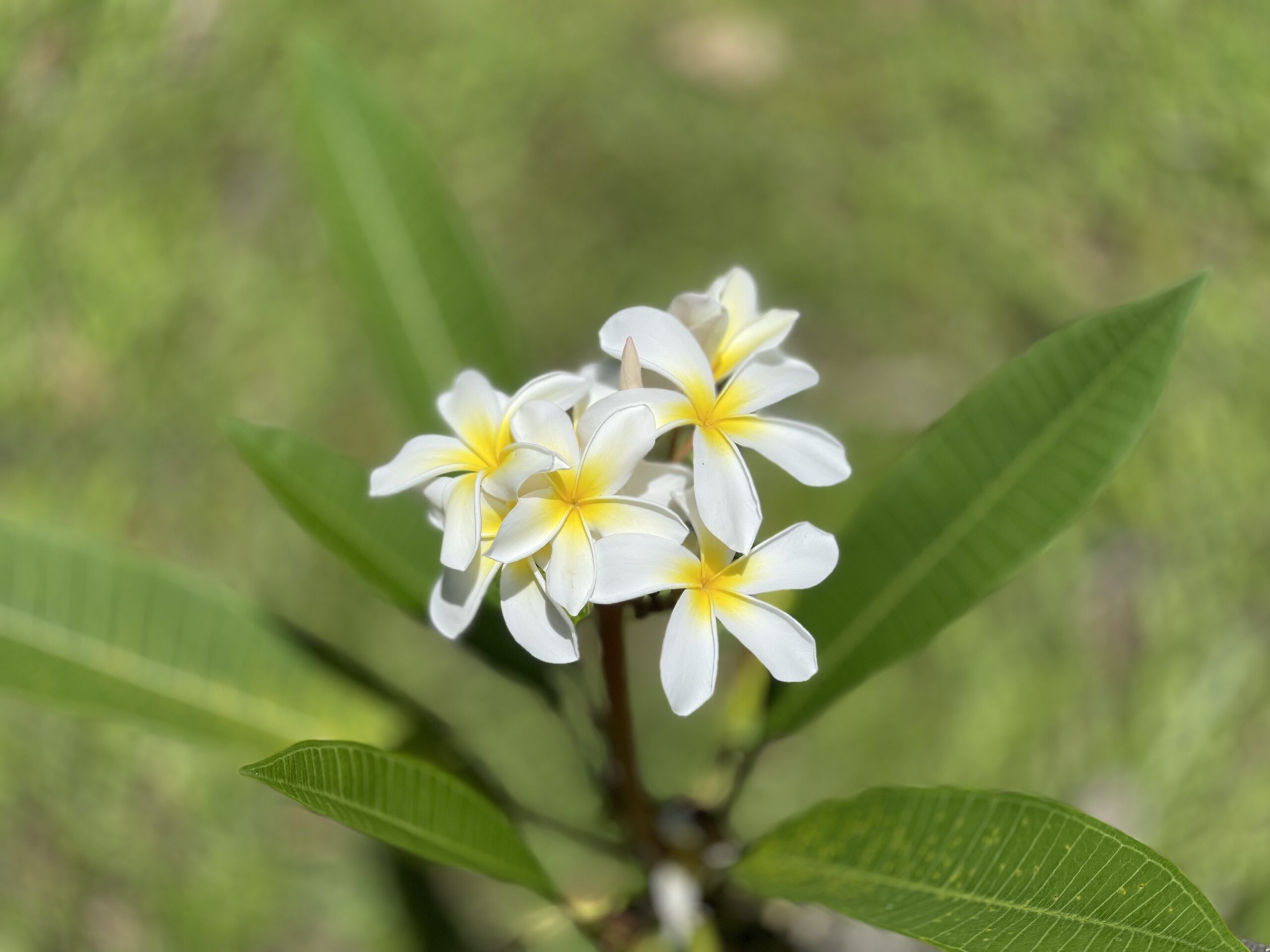 White flower with yellow center