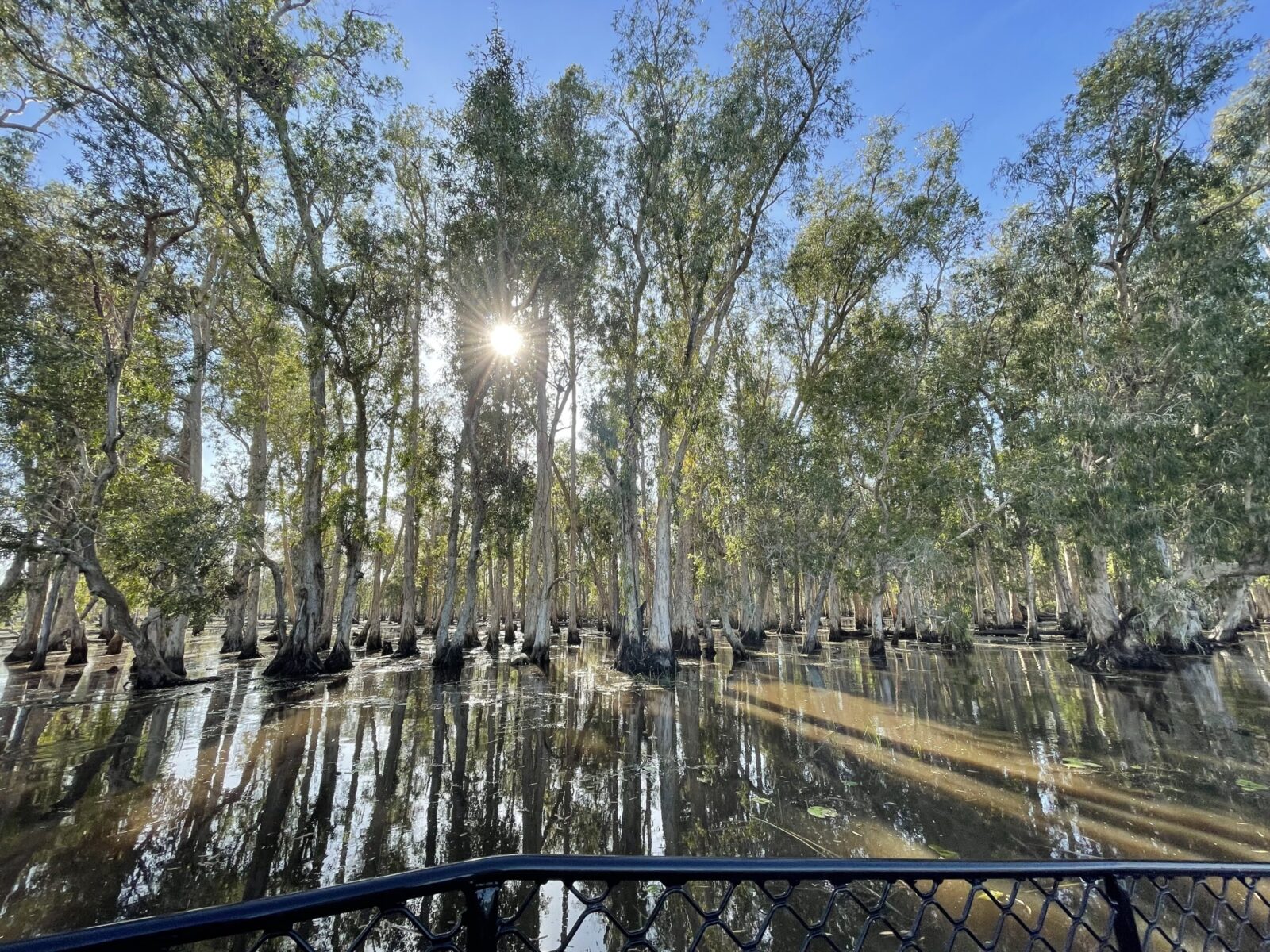 trees in the water with the sun shining through