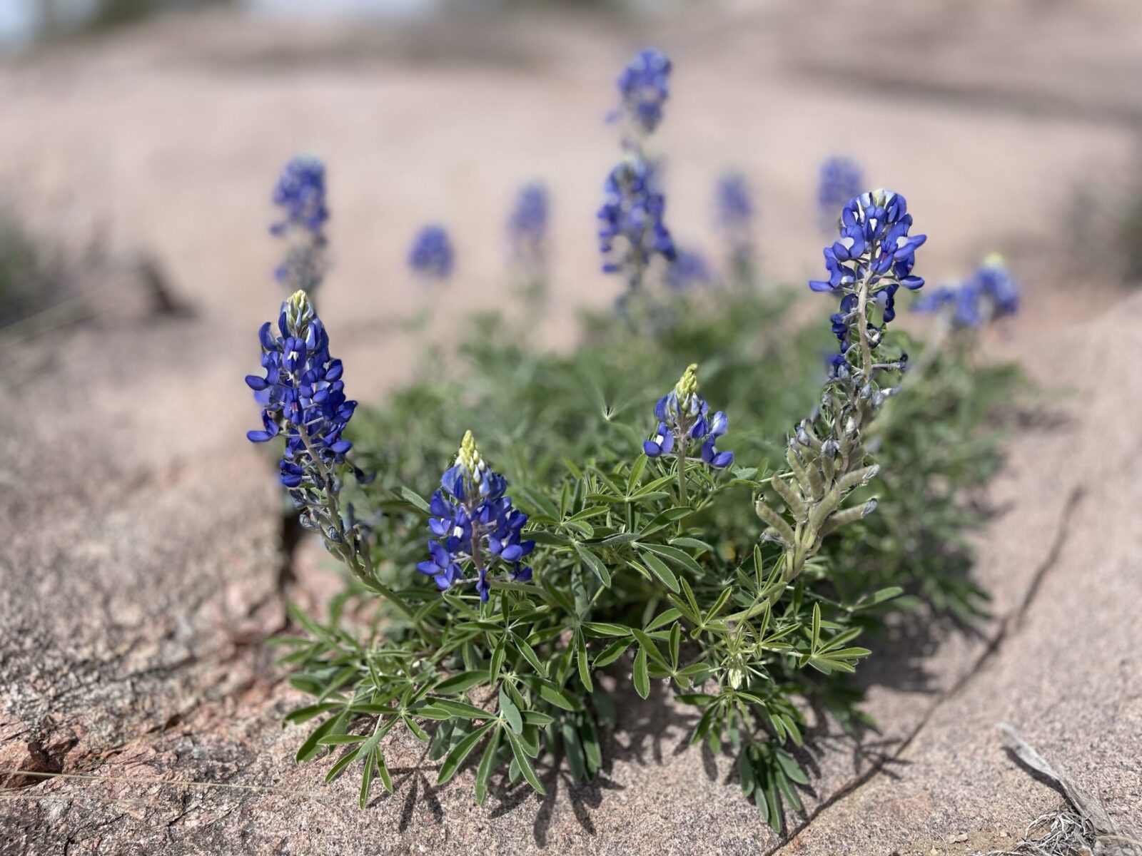 close up bluebonnets