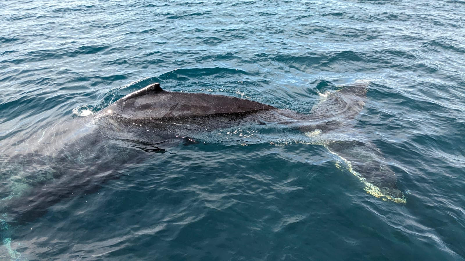 back and tail of a whale