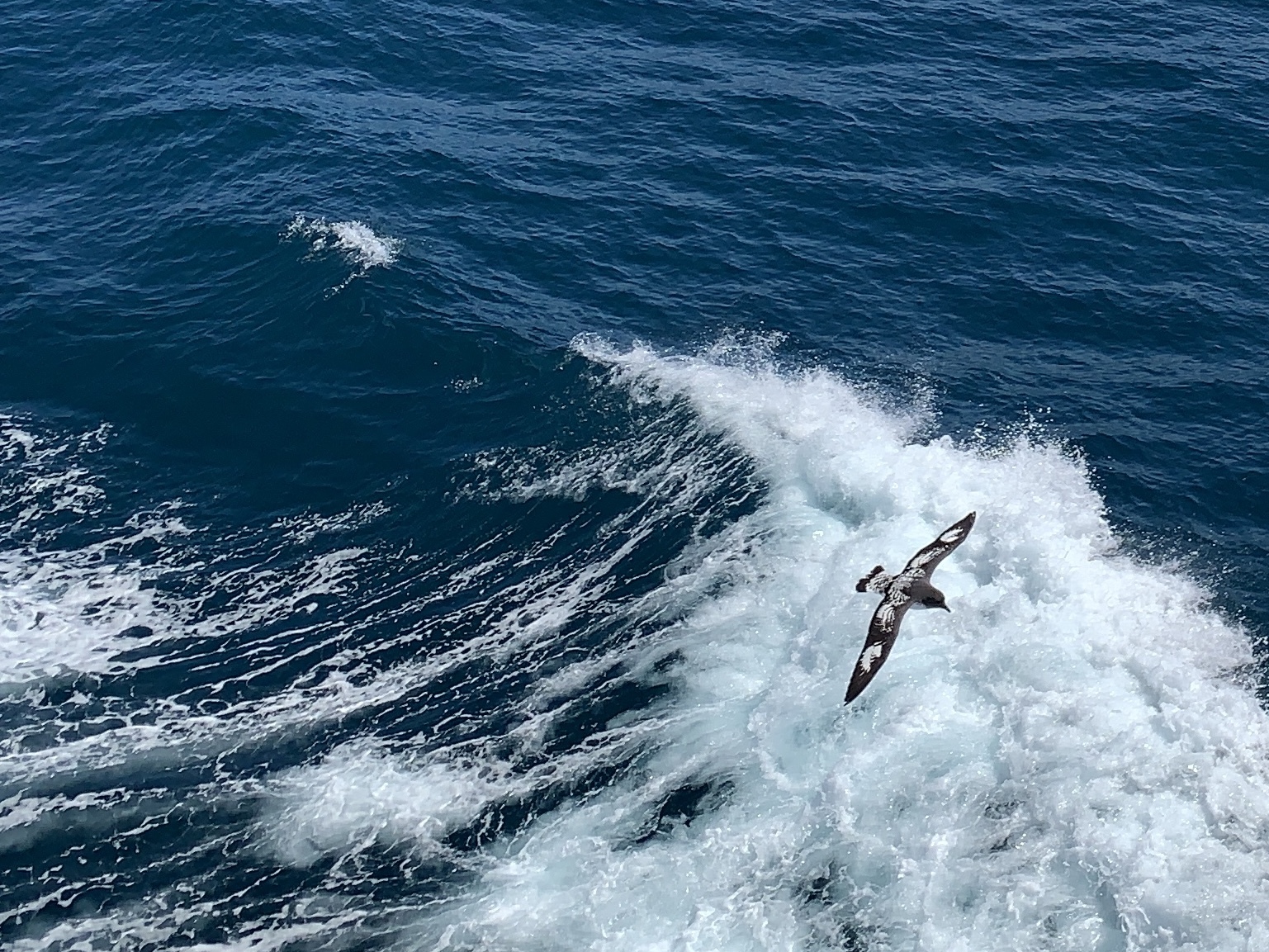 Brown and white bird over the white waves