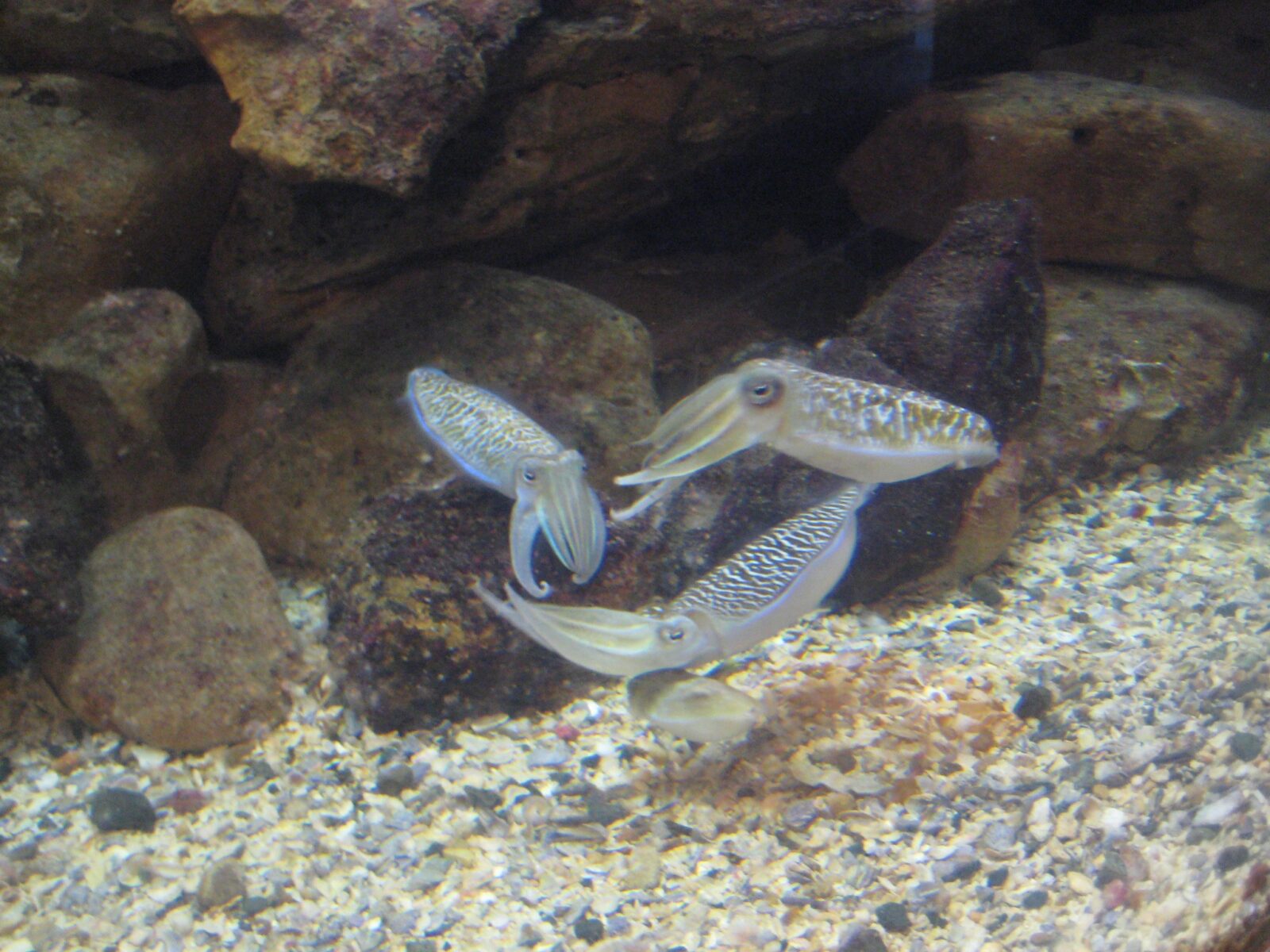 baby cuttlefish in a tank