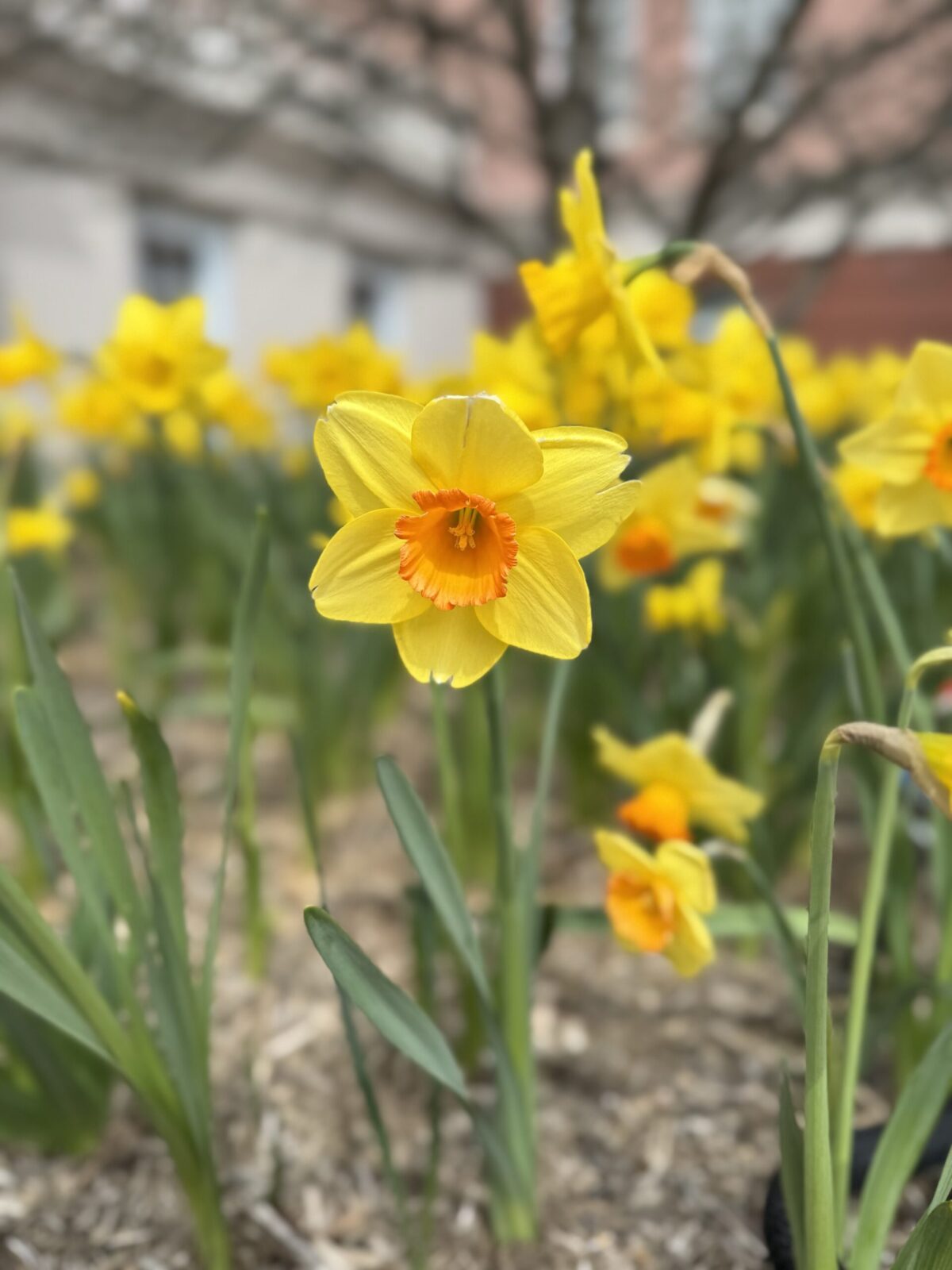 yellow flower with orange center