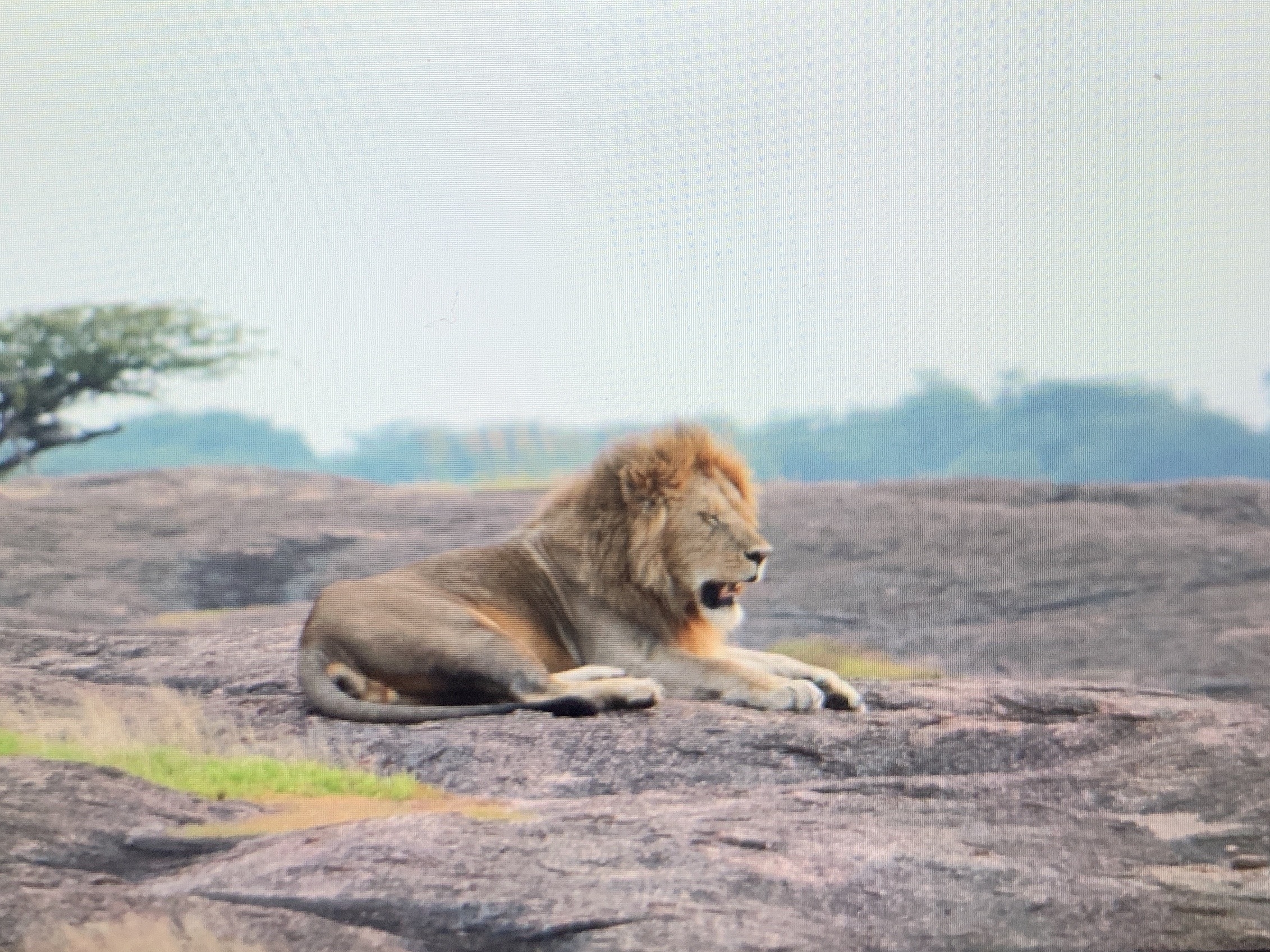 African lion on a rock