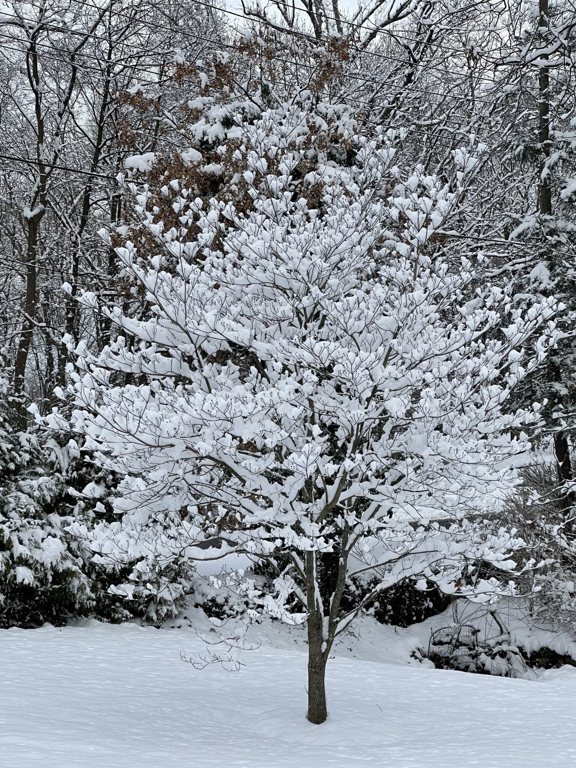snowy tree