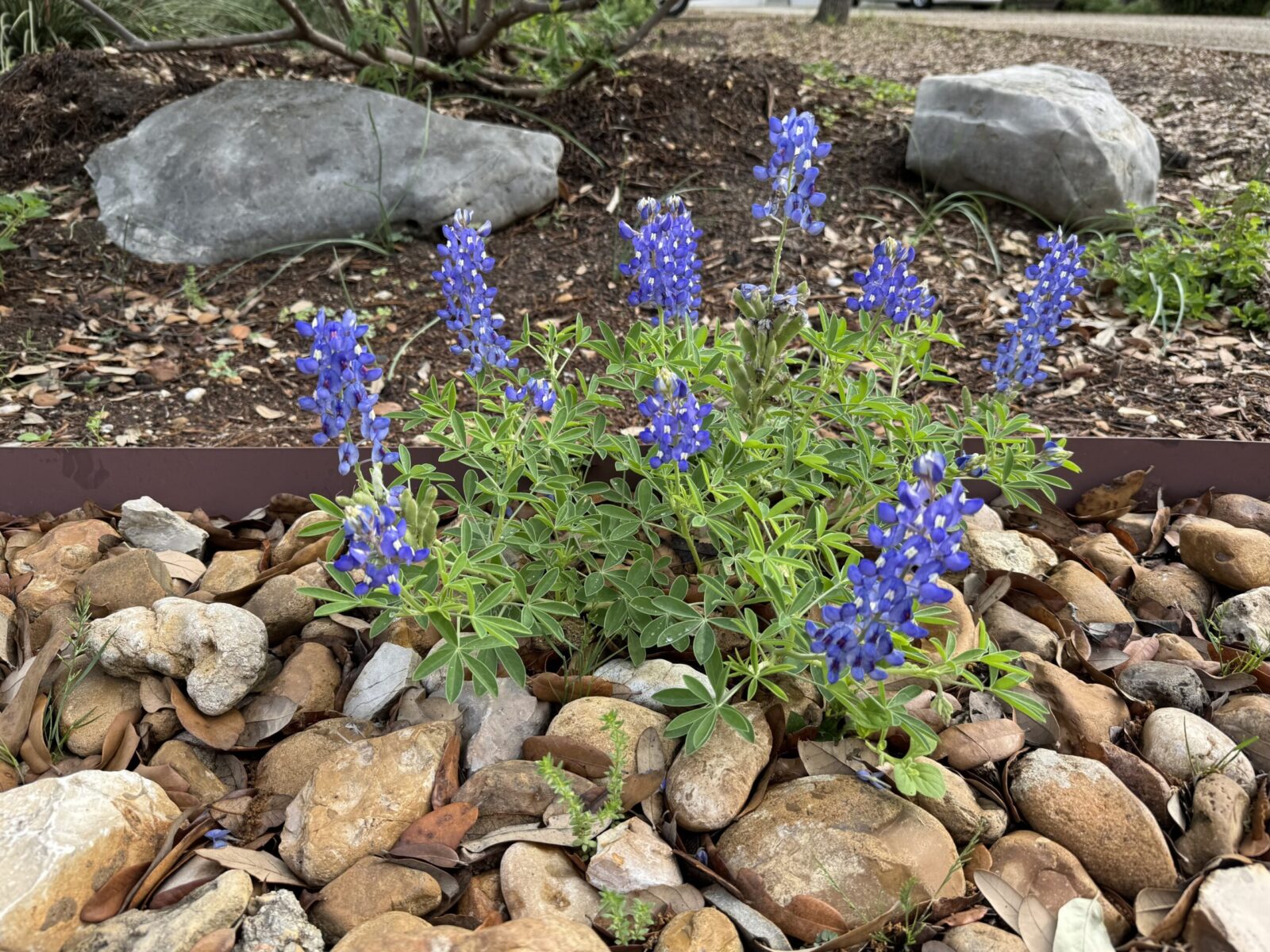 Bluebonnets and rocks
