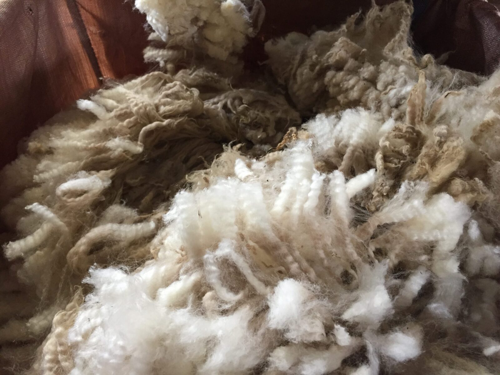 a pile of sheard wool in New Zealand