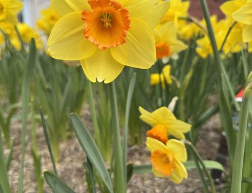 Wander Wednesday–15 April 2026