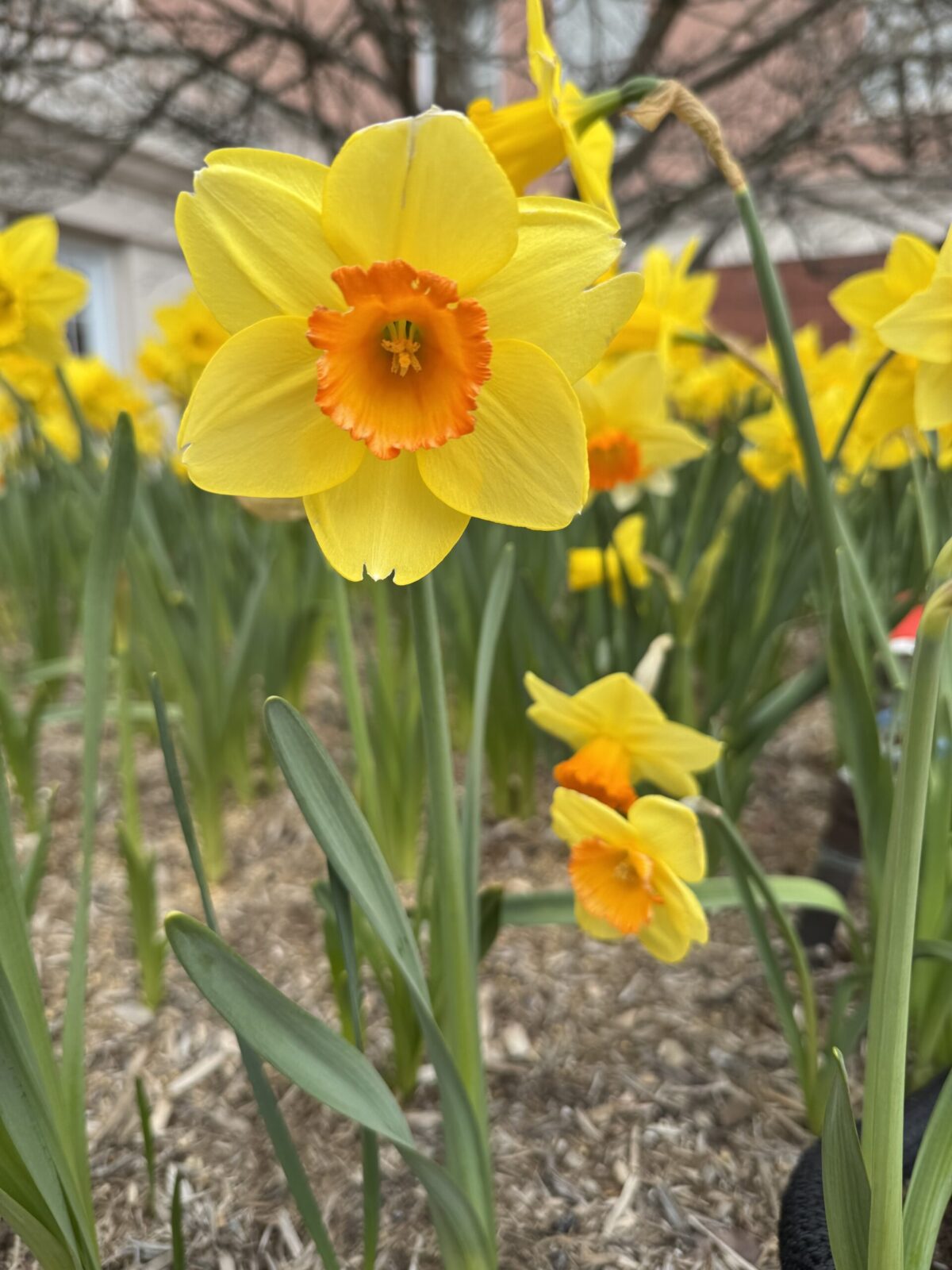 Yellow and orange daffodil flower